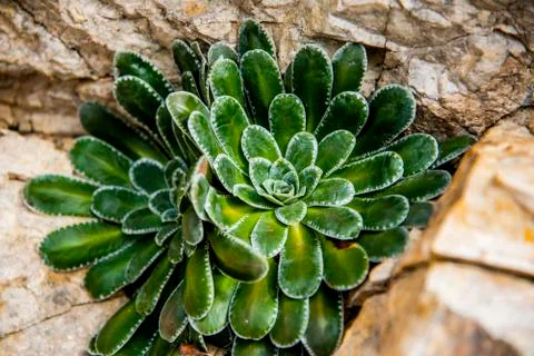 Saxifraga Stock Photos