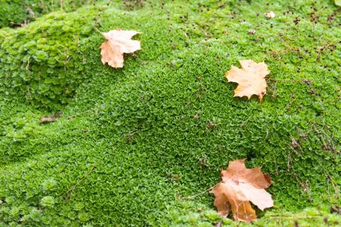 Saxifrage in autumn Stock Photos