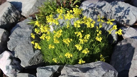 Saxifrage flowers spring bloom in the garden Stock Footage 82689657