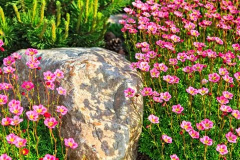 Saxifrage Foto stock