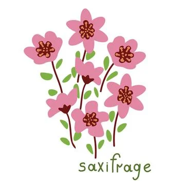 Saxifrage vector illustration Illustrazione stock