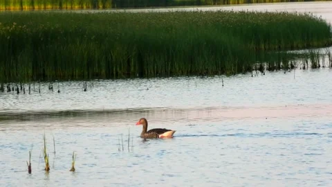Saxnäs on Öland has a campsite with a view of Kalmarsund and wonderful nature. Stock Footage 219280452