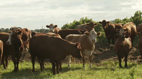 Say cheese Stock Footage 761342