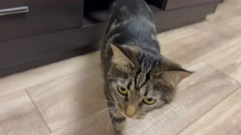 Say hey 動画素材 222573285