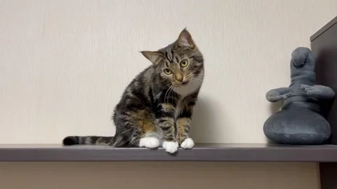 Say meow 動画素材 222573284