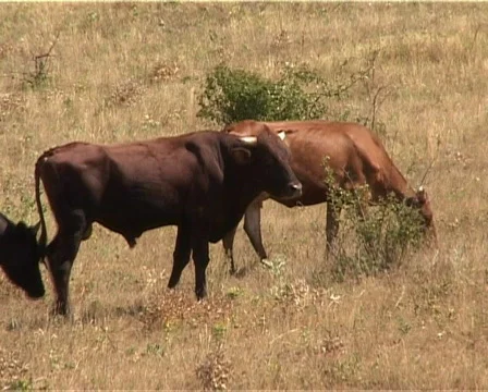 Say "moo" Stock Footage 460004