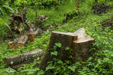 Say no to cutting of trees Stock Photos
