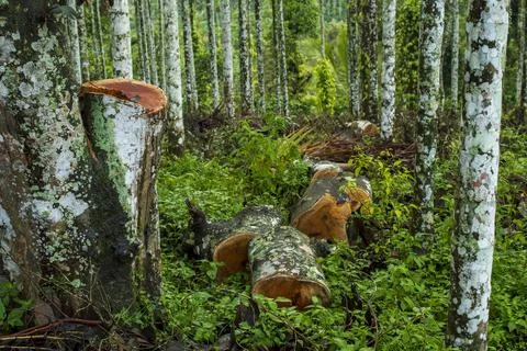 Say no to cutting of trees Stock Photos