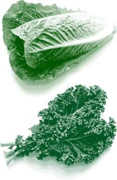 Say1 Stock Illustration