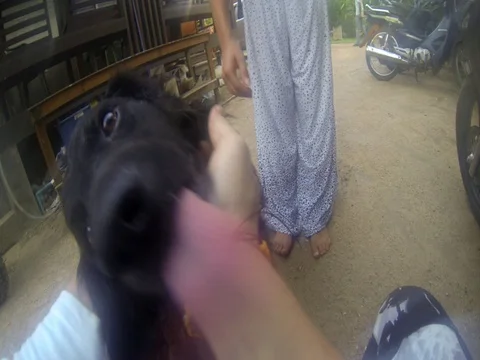 Saying hello to black dog with Buddhist Thai bracelet Video stock 81437258