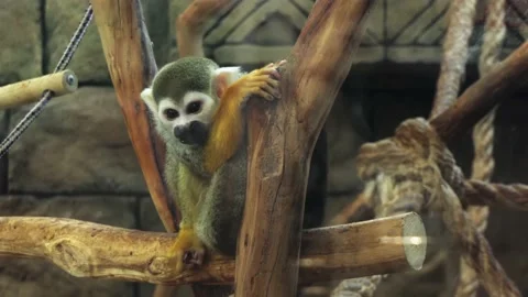 Saymiri. little monkey close-up on a tree branch Stock Footage 206619602