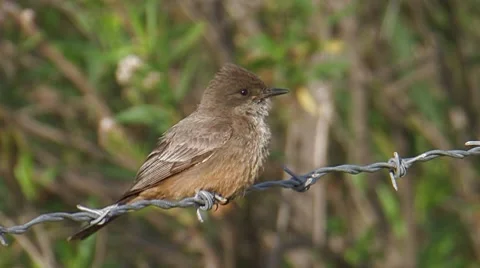 Say's Phoebe 3 Stock Footage 8549503