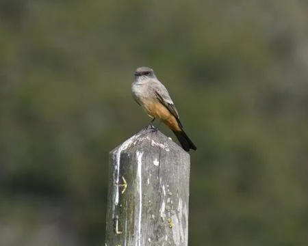 Say's Phoebe perched on a post Stock Photos