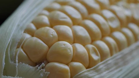 SC 007 Stock Footage 108638345