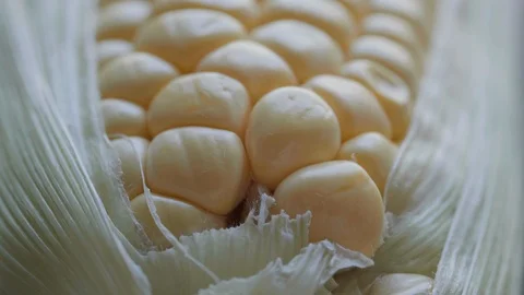 SC 008 Stock Footage 108638376