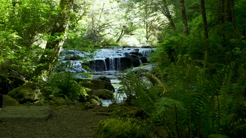SC FALLS LedgeFalls01 WIDEthruTrees Video stock 155028917