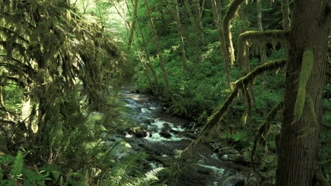 SC FALLS MiscFalls04 Video stock 155030665