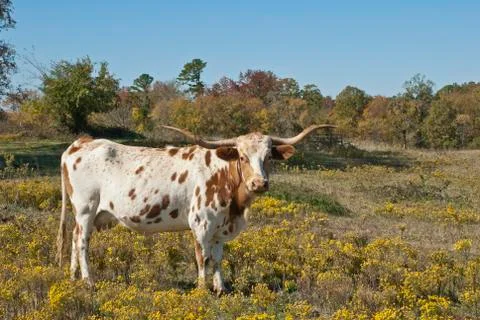 Sc longhorn 스톡 사진
