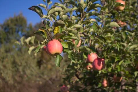 Sc mountain apple Fotos de archivo