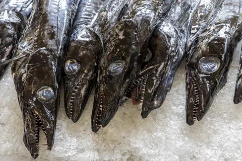Scabbard fish Foto stock
