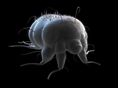 Scabies mite, artwork Stock Illustration