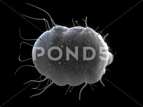 Scabies mite, artwork Stock Illustration