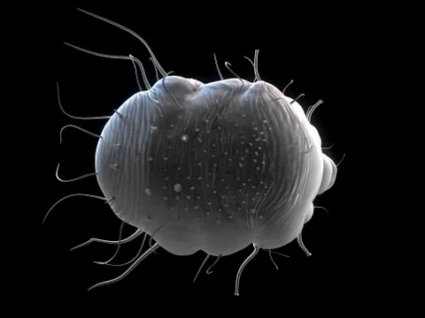 Scabies mite, artwork Stock Illustration