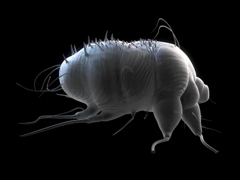 Scabies mite, artwork Stock Illustration
