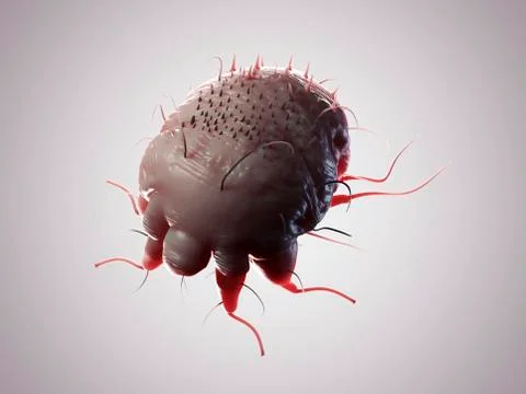Scabies mite, artwork Stock Illustration