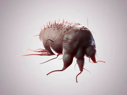 Scabies mite, artwork Stock Illustration