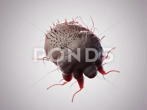 Scabies mite, artwork Stock Illustration