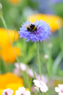 Scabiosa with bee Fotos de archivo