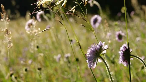 Scabiosa Meadow in Soft Green Light – 4K Cinematic Nature Stock-Footage 320162963