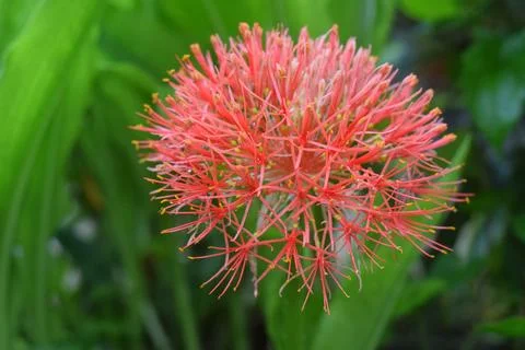 Scadoxus multiflorus 스톡 사진