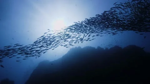 Scads silhouette || School of fish Stock-Footage 149965178