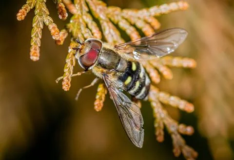 Scaeva pyrastri hoverfly macro close up shot Stock Photos