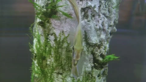 Scalar in the aquarium close-up Stock Footage 157985206
