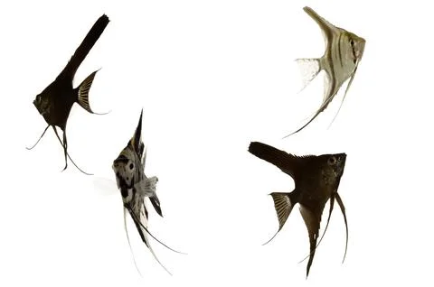Scalar fish Foto stock