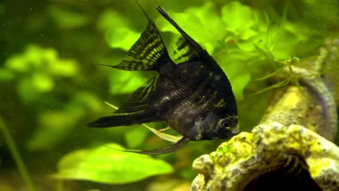 Scalar swims in the aquarium 库存影片 146809264