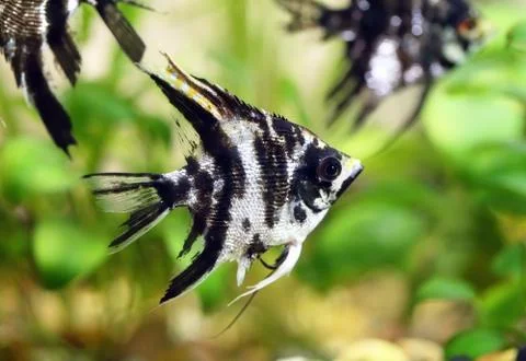 Scalars Stock Photos