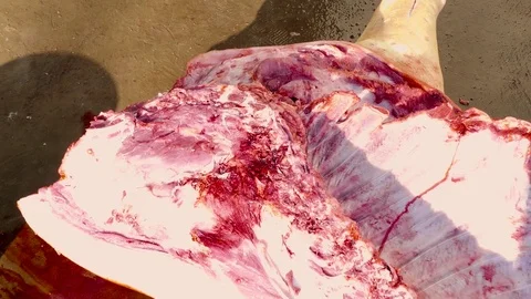 Scalded meat. Do-it-yourself. 스톡 동영상 78929053