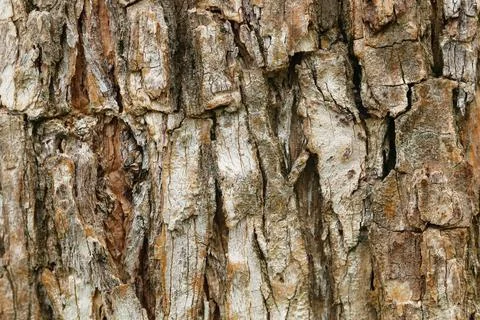 Scale bark for pattern Stock Photos