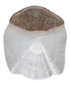 Scale carp Stock Photos