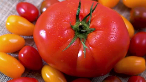 Scale Comparison: Rotating Giant Beefsteak Tomato with Tiny Cherry Tomatoes Vídeo Stock 344861999