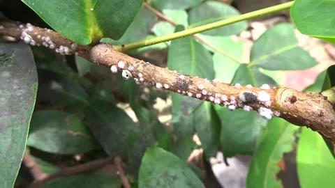 Scale Insect Infestation on Plant Branch. Stock Footage 309535779