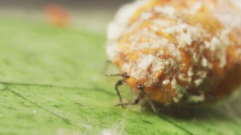 Scale insect pest mother on the leaf of a lemon tree. Macro close up. Stock-Footage 132032925