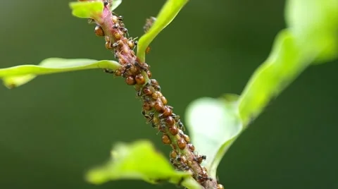 Scale insects with ants on the tree branch Stock Footage 53488519