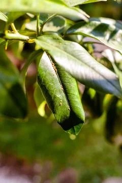 Scale insects on a leaf Stock Photos