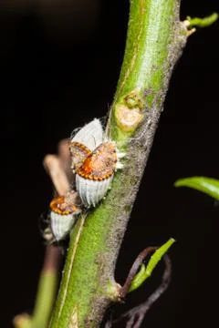 Scale insects Stock Photos