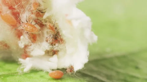 Scale pest babies on the leaf of a lemon tree. Babies seen in cotton sack on rea Stock Footage 132039956